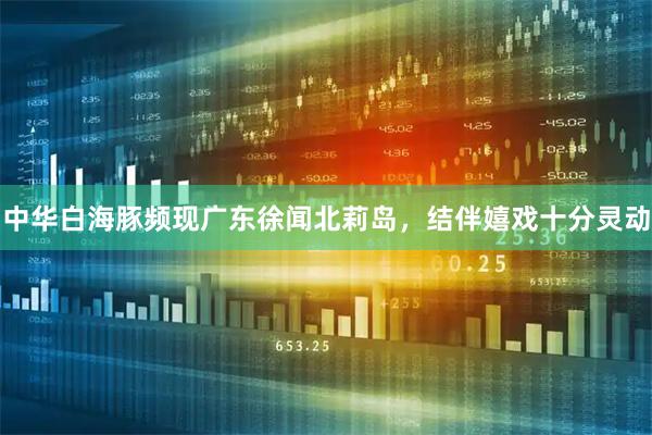 中华白海豚频现广东徐闻北莉岛，结伴嬉戏十分灵动